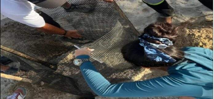 Monitorean nidos de tortugas en Playa El Agua