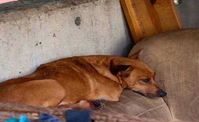 Nueva Ordenanza de Bienestar Animal establece multas severas en Maneiro