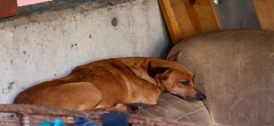 Nueva Ordenanza de Bienestar Animal establece multas severas en Maneiro