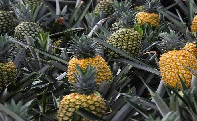 La piña se convierte en la segunda fruta más producida en Venezuela