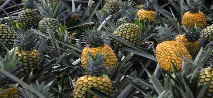 La piña se convierte en la segunda fruta más producida en Venezuela