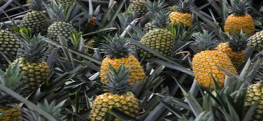 La piña se convierte en la segunda fruta más producida en Venezuela
