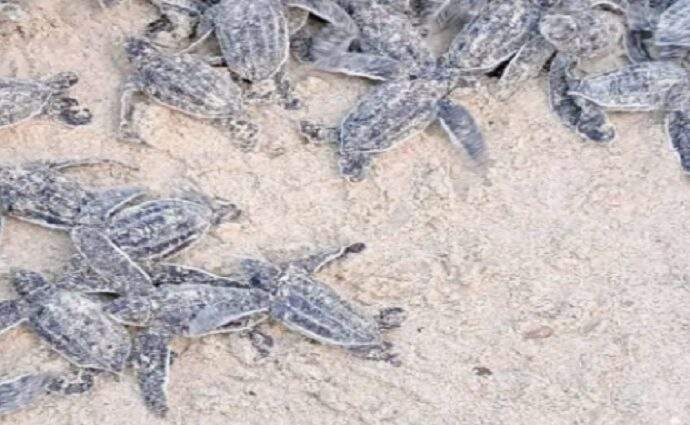Nacen 56 tortuguillos cardón en Playa Parguito