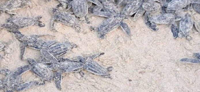 Nacen 56 tortuguillos cardón en Playa Parguito