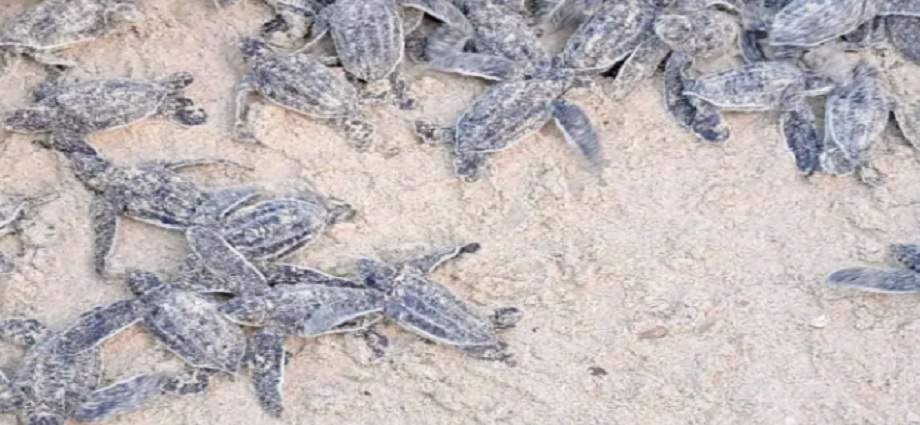 Nacen 56 tortuguillos cardón en Playa Parguito