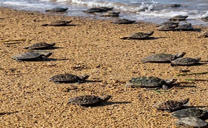 36 tortuguillos Cardón fueron liberados en Playa Parguito