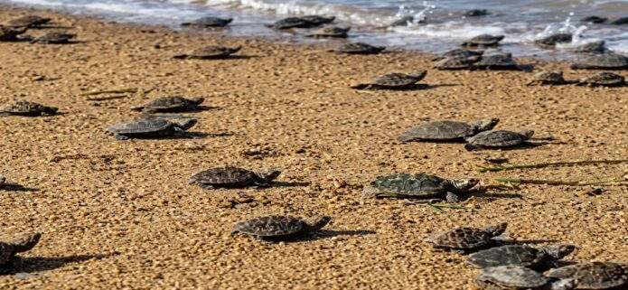 36 tortuguillos Cardón fueron liberados en Playa Parguito