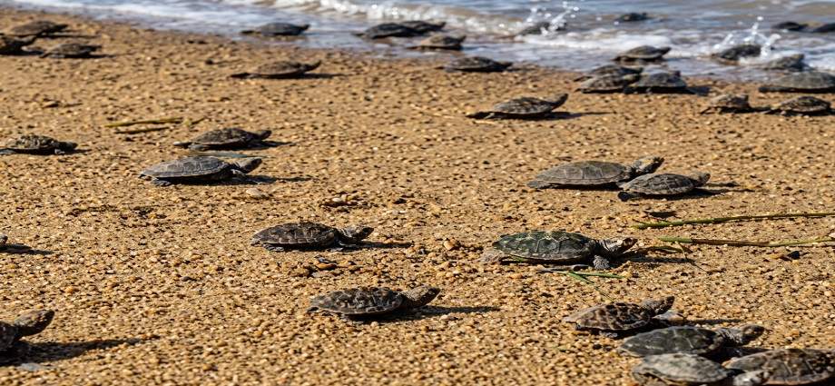 36 tortuguillos Cardón fueron liberados en Playa Parguito