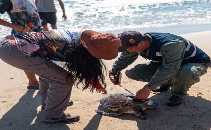 Pescadores de Nueva Esparta rescatan una tortuga verde