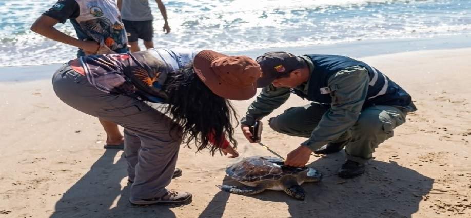 Pescadores de Nueva Esparta rescatan una tortuga verde