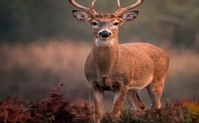 El Venado de Margarita, un tesoro en peligro