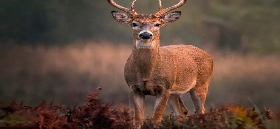 El Venado de Margarita, un tesoro en peligro