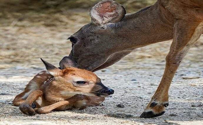 Nace una cría de venado cola blanca en el Zoológico Las Delicias