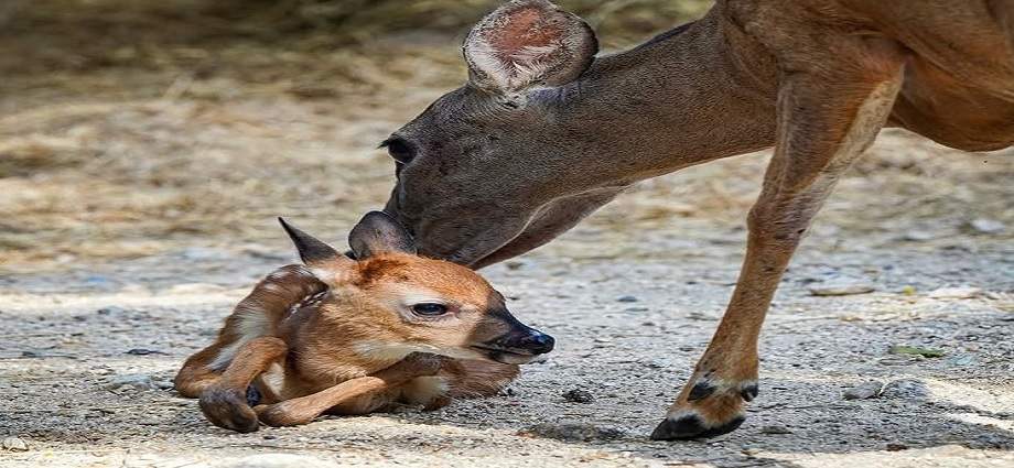 Nace una cría de venado cola blanca en el Zoológico Las Delicias