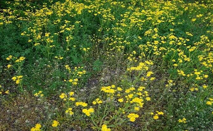 La Décima en el día a día: Exhibiendo sus colores