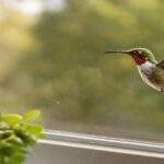 La Décima en el día a día: Un colibrí en mi ventana