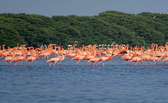 Laguna de Unare destinada a "Destino verde líder de Sudamerica"