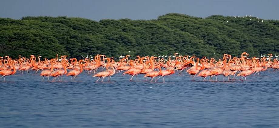 Laguna de Unare destinada a "Destino verde líder de Sudamerica"