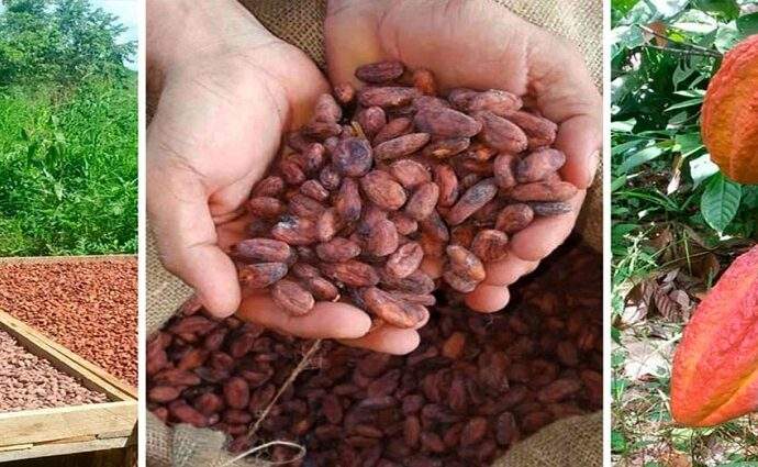Sancionada nueva ley para impulsar el cacao venezolano