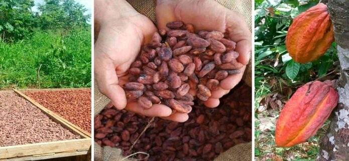 Sancionada nueva ley para impulsar el cacao venezolano