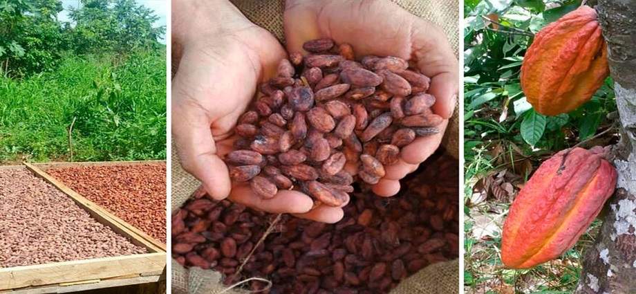 Sancionada nueva ley para impulsar el cacao venezolano