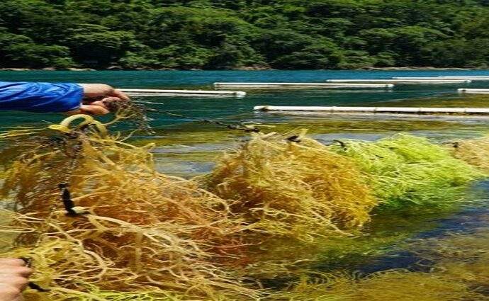 Venezuela es el segundo exportador de algas en Latam