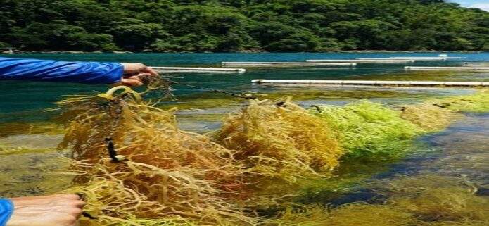Venezuela es el segundo exportador de algas en Latam