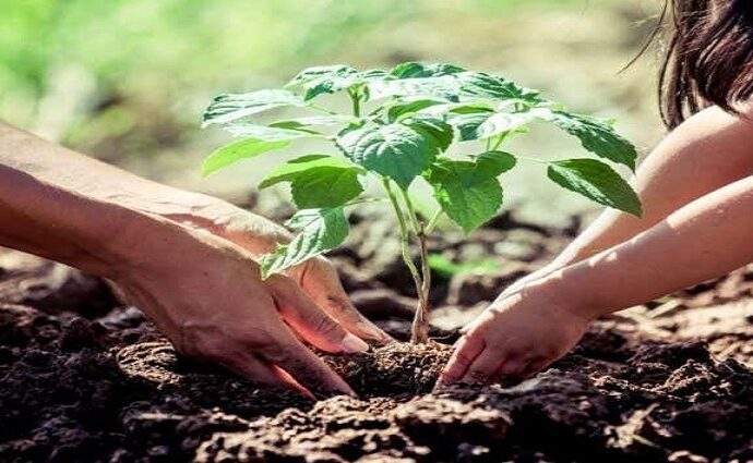 Buscan plantar 10 millones de árboles en Venezuela