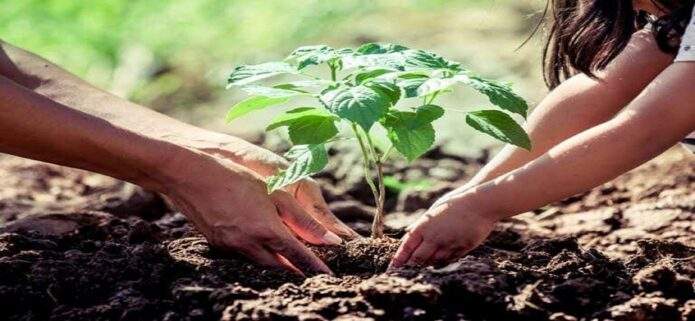 Buscan plantar 10 millones de árboles en Venezuela