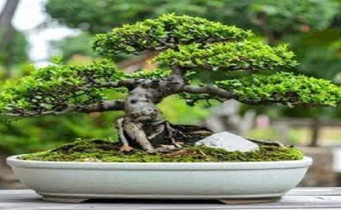 Bonsái 50: un oasis zen toma el CCAM en Caracas