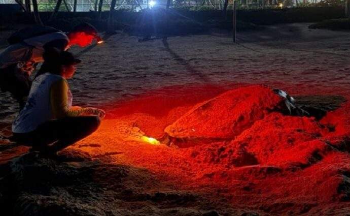 Revelan nuevos datos de tortugas marinas en Margarita