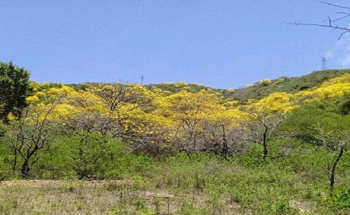 La Décima en el día a día: La primavera se enaltece