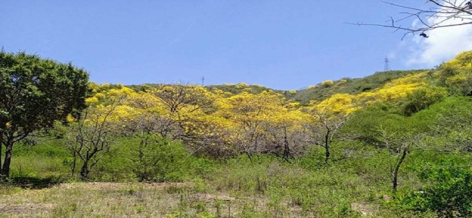 La Décima en el día a día: La primavera se enaltece