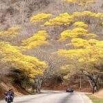 La Décima en el día a día: De oro amarillo el follaje