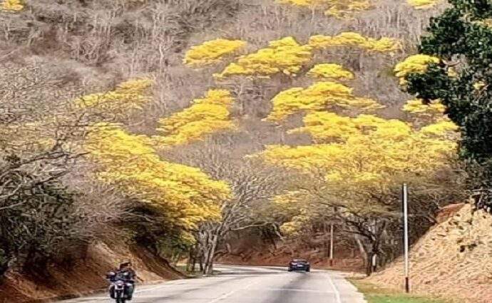 La Décima en el día a día: De oro amarillo el follaje