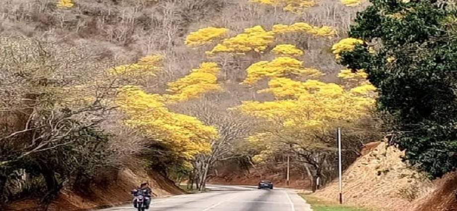 La Décima en el día a día: De oro amarillo el follaje