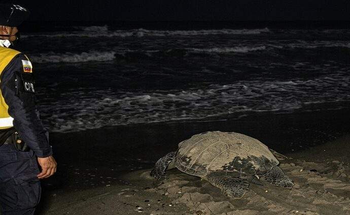 Tortuga cardón desovó 80 huevos en playa El Agua