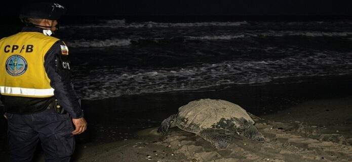 Tortuga cardón desovó 80 huevos en playa El Agua