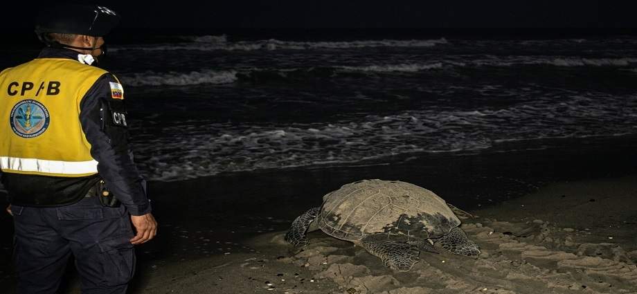 Tortuga cardón desovó 80 huevos en playa El Agua