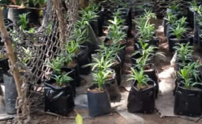 Los Palmeros Asuntinos trasplantan 138 retoños de palma carana