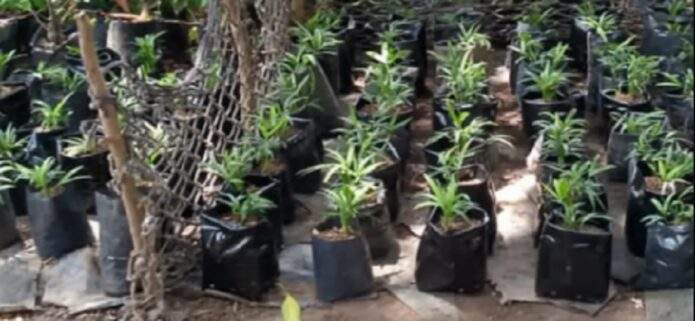 Los Palmeros Asuntinos trasplantan 138 retoños de palma carana