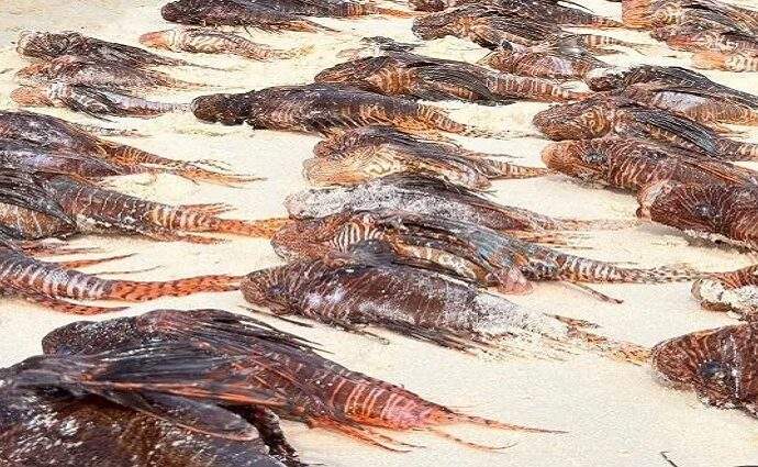 Balance récord: 1.000 peces león capturados en La Tortuga
