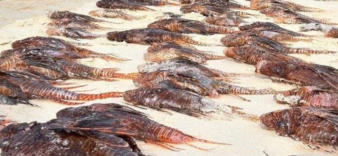 Balance récord: 1.000 peces león capturados en La Tortuga