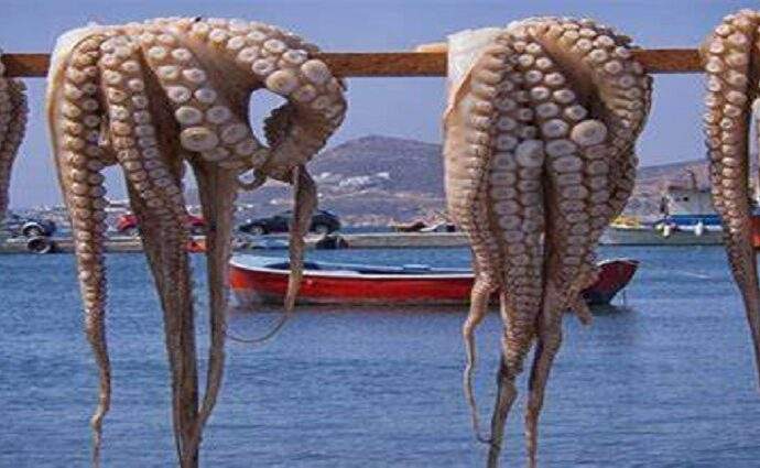 Todo listo en Sucre y Nueva Esparta para el inicio de la temporada de pulpo