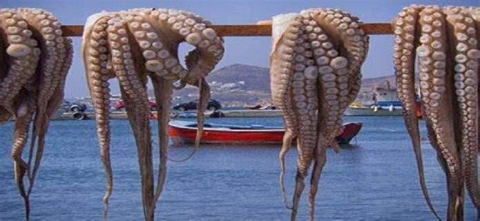 Todo listo en Sucre y Nueva Esparta para el inicio de la temporada de pulpo
