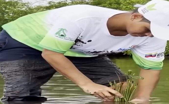 Siembran 500 plántulas de mangle rojo para restaurar la Laguna de la Restinga