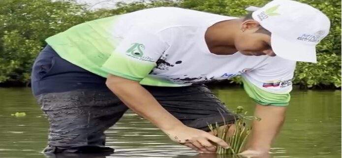 Siembran 500 plántulas de mangle rojo para restaurar la Laguna de la Restinga