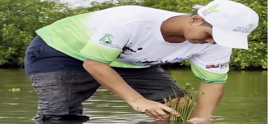 Siembran 500 plántulas de mangle rojo para restaurar la Laguna de la Restinga