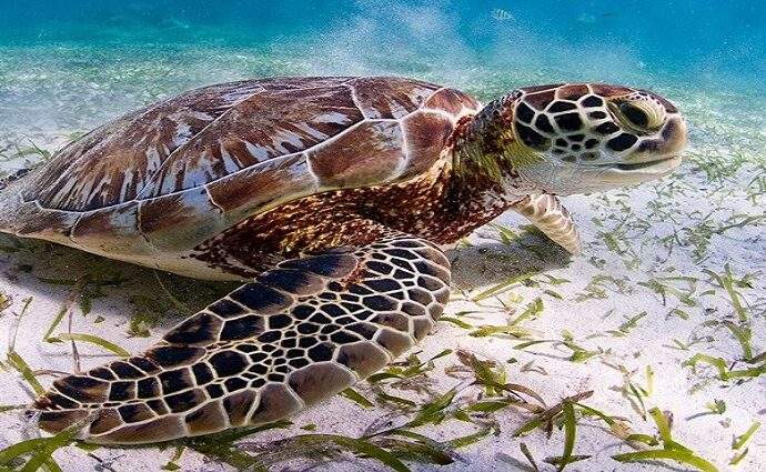 Aprende a proteger las tortugas de nuestra Isla