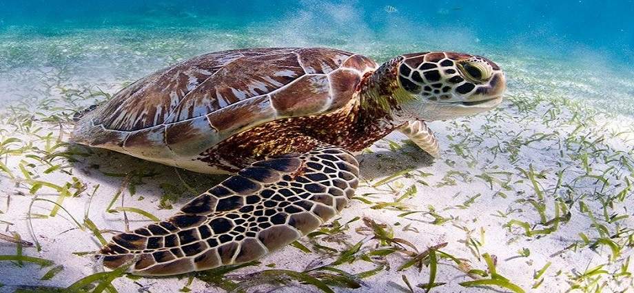 Aprende a proteger las tortugas de nuestra Isla